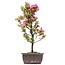 Rhododendron indicum, 41 cm, ± 12 anni, con fiori rosa