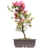 Rhododendron indicum, 41 cm, ± 12 jaar oud, met roze bloemen
