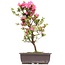 Rhododendron indicum, 41 cm, ± 12 jaar oud, met roze bloemen