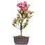 Rhododendron indicum, 41 cm, ± 12 anni, con fiori rosa