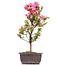 Rhododendron indicum, 41 cm, ± 12 years old, with pink flowers