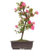 Rhododendron indicum, 40 cm, ± 12 Jahre alt, mit rosa Blüten