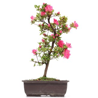 Rhododendron indicum, 40 cm, ± 12 anni
