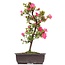 Rhododendron indicum, 40 cm, ± 12 anni, con fiori rosa