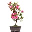 Rhododendron indicum, 40 cm, ± 12 jaar oud, met roze bloemen