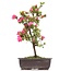 Rhododendron indicum, 40 cm, ± 12 jaar oud, met roze bloemen