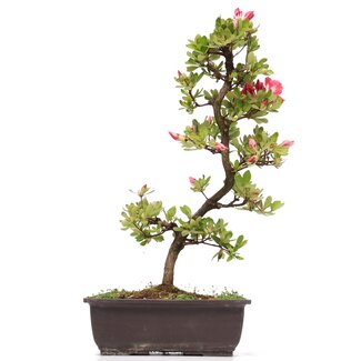 Rhododendron indicum, 44 cm, ± 12 anni