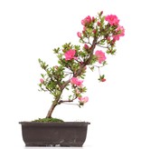 Rhododendron indicum, 41 cm, ± 12 Jahre alt, mit rosa Blüten
