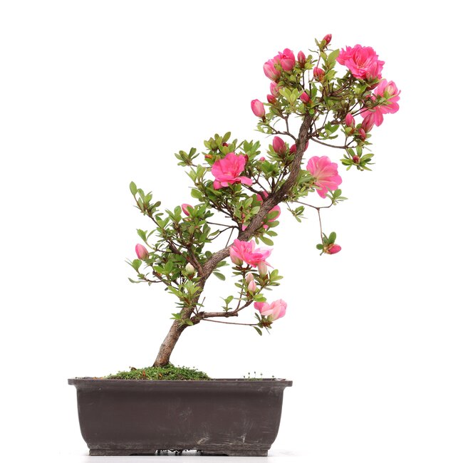 Rhododendron indicum, 41 cm, ± 12 Jahre alt, mit rosa Blüten