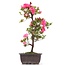 Rhododendron indicum, 41 cm, ± 12 anni, con fiori rosa