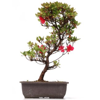 Rhododendron indicum, 42 cm, ± 12 anni