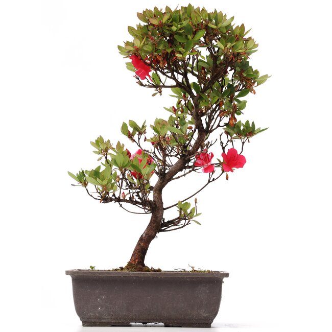 Rhododendron indicum, 42 cm, ± 12 anni, con fiori multicolori rosa