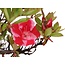 Rhododendron indicum, 42 cm, ± 12 Jahre alt, mit rosa mehrfarbigen Blüten