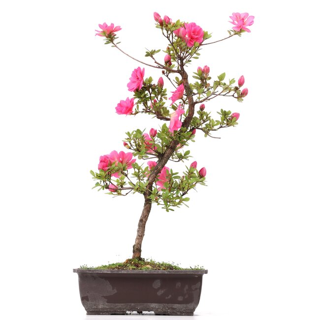 Rhododendron indicum, 47 cm, ± 12 jaar oud, met roze bloemen