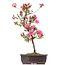 Rhododendron indicum, 47 cm, ± 12 jaar oud, met roze bloemen