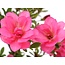 Rhododendron indicum, 47 cm, ± 12 jaar oud, met roze bloemen