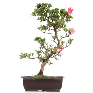 Rhododendron indicum, 44 cm, ± 12 jaar oud