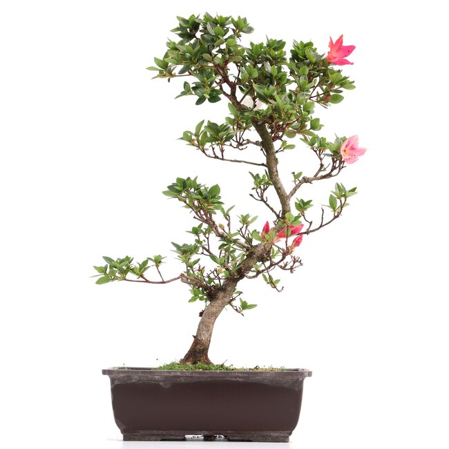 Rhododendron indicum, 44 cm, ± 12 jaar oud, met roze en witte bloemen