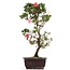 Rhododendron indicum, 44 cm, ± 12 anni, con fiori rosa e bianchi