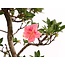 Rhododendron indicum, 44 cm, ± 12 Jahre alt, mit rosa und weißen Blüten