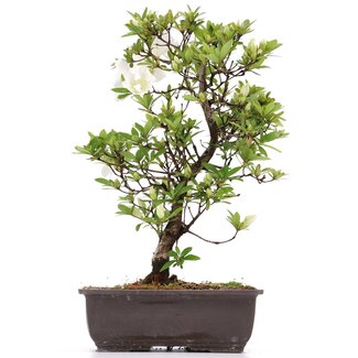 Rhododendron indicum, 39 cm, ± 12 Jahre alt