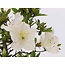 Rhododendron indicum, 39 cm, ± 12 anni, con fiori bianchi