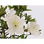 Rhododendron indicum, 39 cm, ± 12 Jahre alt, mit weißen Blüten