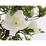 Rhododendron indicum, 39 cm, ± 12 jaar oud, met witte bloemen