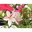 Rhododendron indicum, 38 cm, ± 12 anni, con fiori multicolori bianchi e rosa