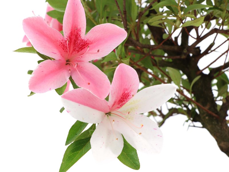 Rhododendron indicum, 38 cm, ± 12 Jahre alt, mit weißen und rosa mehrfarbigen Blüten