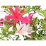 Rhododendron indicum, 38 cm, ± 12 ans, aux fleurs multicolores blanches et roses