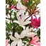 Rhododendron indicum, 38 cm, ± 12 ans, aux fleurs multicolores blanches et roses