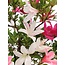 Rhododendron indicum, 38 cm, ± 12 Jahre alt, mit weißen und rosa mehrfarbigen Blüten
