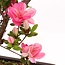 Rhododendron indicum, 41 cm, ± 12 Jahre alt, mit rosa Blüten