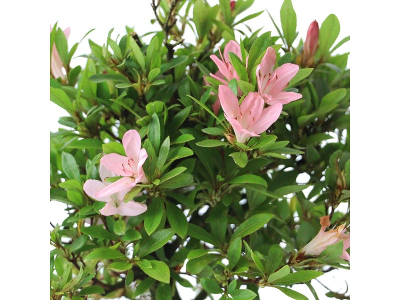 Rhododendron indicum, 22 cm, ± jaar oud, met lichtroze bloemen