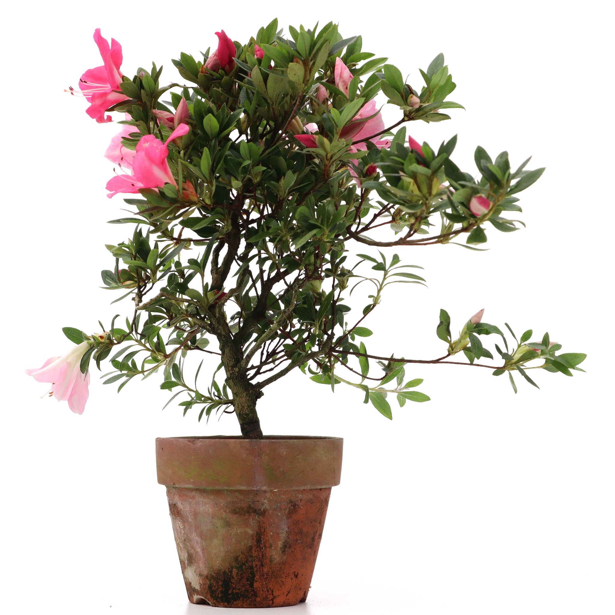 Rhododendron indicum, 30 cm, ± años, con flores rosa claro y oscuro -  Bonsai Plaza