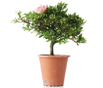 Rhododendron indicum, 20,5 cm, ± Jahre alt