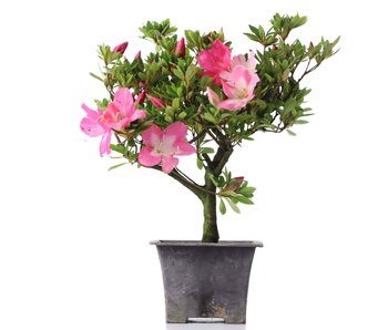 Rhododendron indicum, 27,5 cm, ± Jahre alt