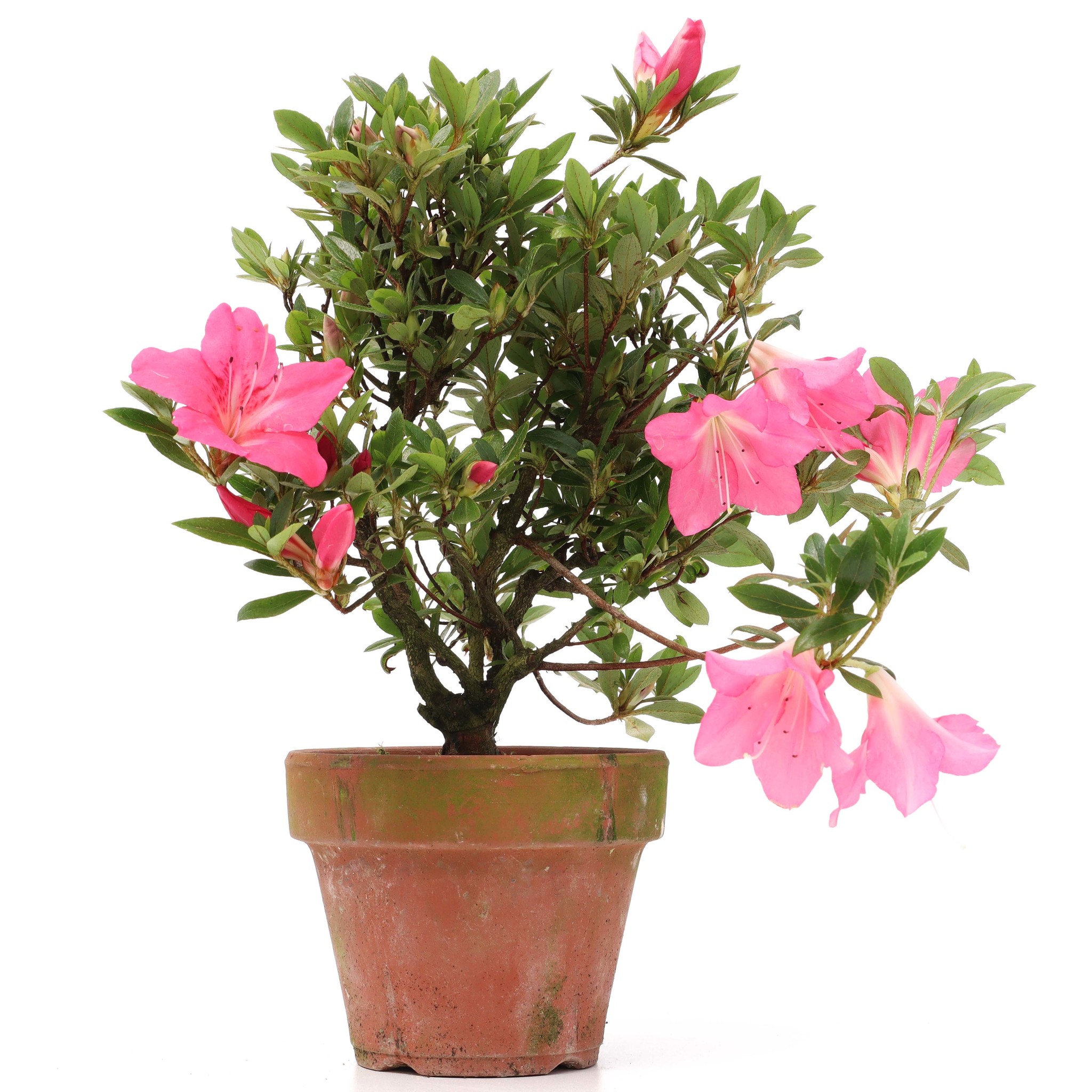 Rhododendron indicum, 25 cm, ± años, con flores rosadas - Bonsai Plaza