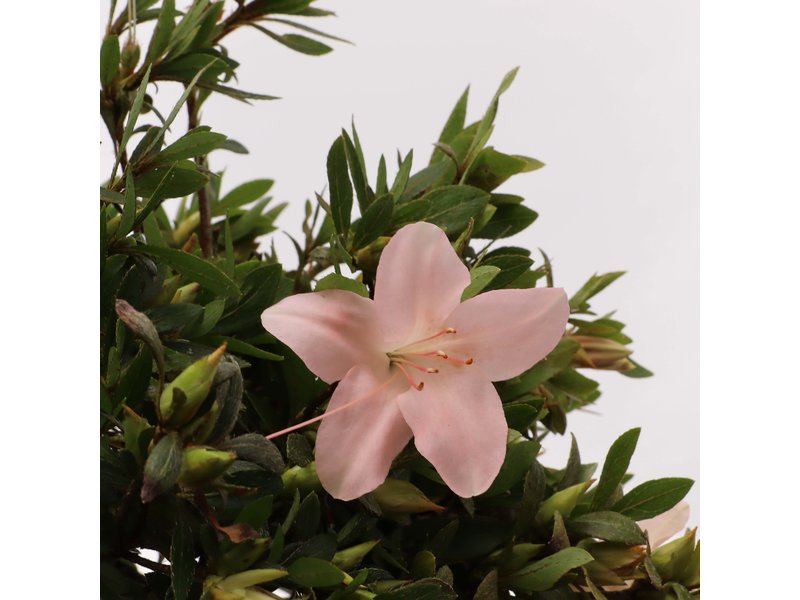 Rhododendron indicum, 29 cm, ± jaar oud, met lichtroze bloemen