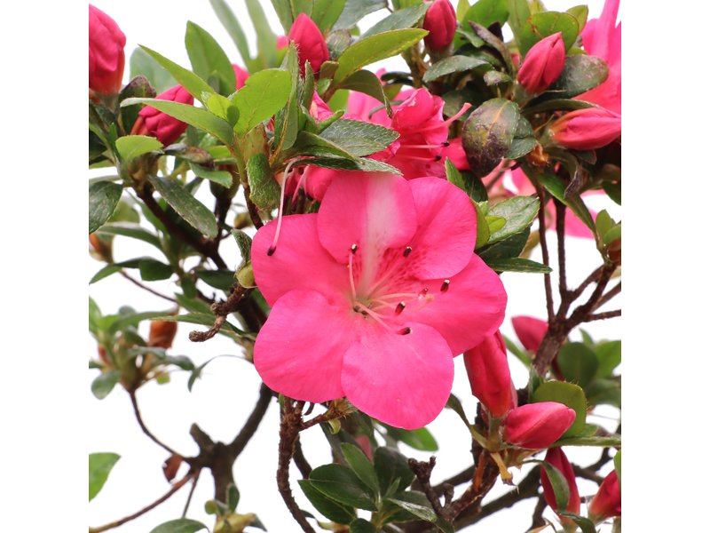 Rhododendron indicum, 21 cm, ± jaar oud, met roze bloemen