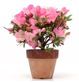 Rhododendron indicum, 17,5 cm, ± Jahre alt, mit rosa mehrfarbigen Blüten