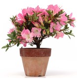 Rhododendron indicum, 17,5 cm, ± Jahre alt, mit rosa mehrfarbigen Blüten