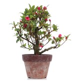 Rhododendron indicum, 23 cm, ± Jahre alt, mit rosa Blüten