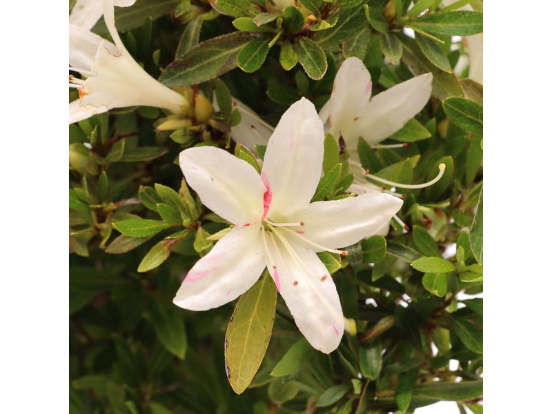 Rhododendron indicum, 22,5 cm, ± jaar oud, met witte bloemen