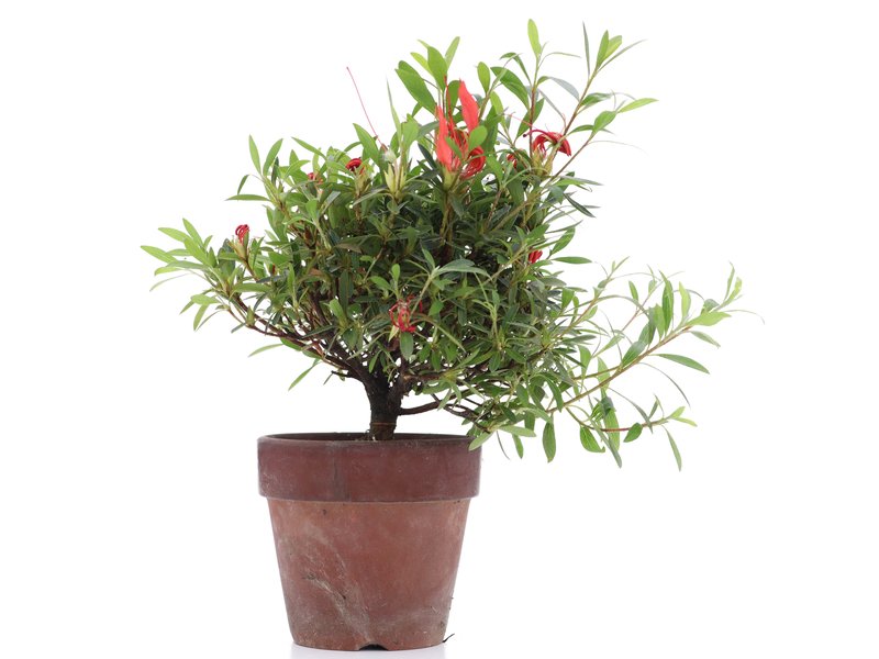 Rhododendron indicum, 20,5 cm, ± jaar oud, met rode bloemen