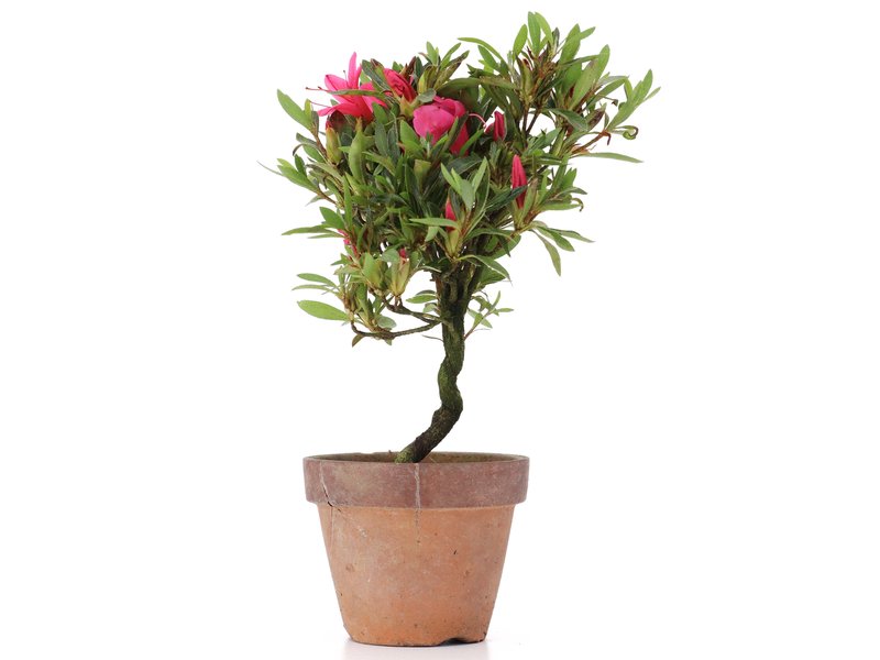 Rhododendron indicum, 20 cm, ± Jahre alt, mit rosa Blüten