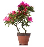 Rhododendron indicum, 21,5 cm, ± Jahre alt, mit lila und rosa Blüten