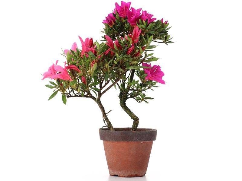 Rhododendron indicum, 21,5 cm, ± years old, with purple and pink flowers -  Bonsai Plaza