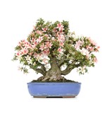 Rhododendron indicum Benituru, 32 cm, ± 35 Jahre alt, mit weißen und rosa mehrfarbigen Blüten